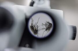Abre en Brasil la mayor fábrica del mundo de mosquitos para combatir el dengue