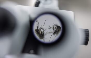 Abre en Brasil la mayor fábrica del mundo de mosquitos para combatir el dengue