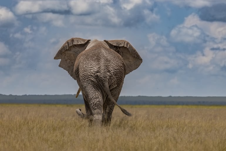 Elefante.