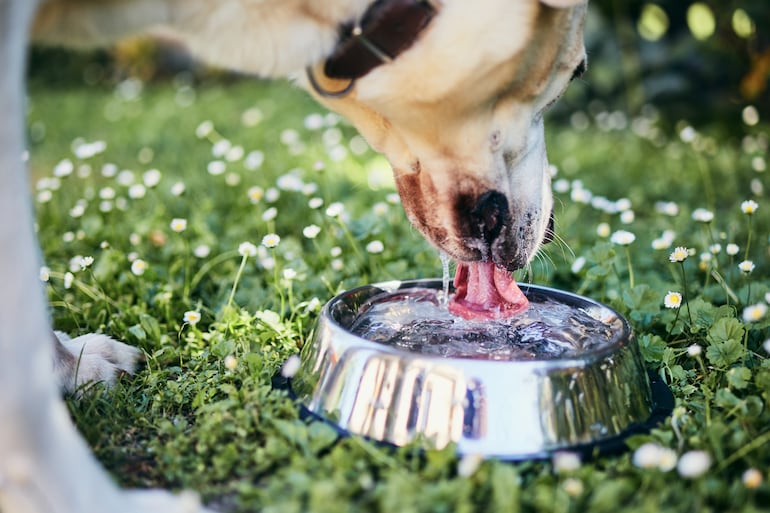 Perro bebe agua.