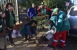 Jornada de plantación en el barrio Las Mercedes.