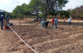 Productores indígenas del Chaco están aprendiendo a desarrollar la batata.