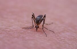 El doctor Fernando Galeano, presidente de la Sociedad Paraguaya de Infectología, nos cuenta todo lo que hasta ahora se conoce sobre el virus de chikunguña.