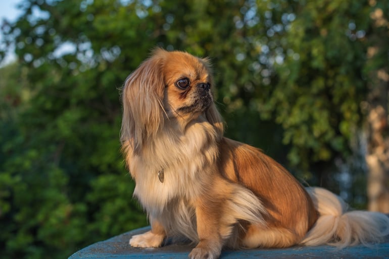 Perro pekinés.