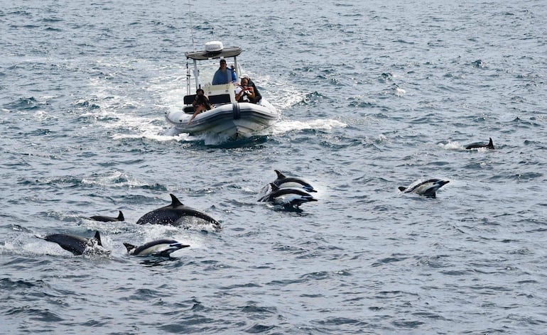 Delfines comunes, los cetáceos más abundantes del mundo, nadan junto a una embarcación en aguas del océano Pacífico, frente a la costa de Long Beach, California, el 17 de julio de 2026. 