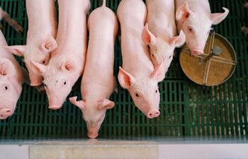 El sector porcino proyecta un 2025 ambicioso con más producción, más destinos internacionales y mayor institucionalidad.