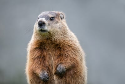 Marmota.