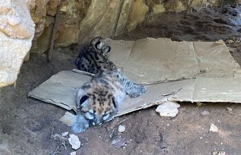 Las dos crías de puma nacidos en cautiverio en san Bernardino, evolucionan favorablemente.