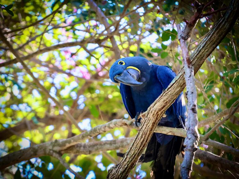 El guacamayo azul bautizado "Perla" fue liberado el fin de semana en su hábitat, tras un año de rehabilitación.