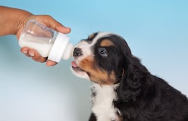 Cachorros bebe leche de un biberón.