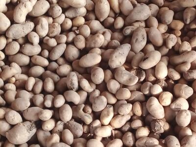 Productores de papas necesitan trasladar sus cosechas.