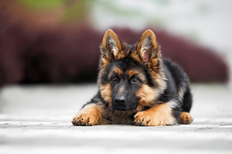 Cachorro de pastor alemán.