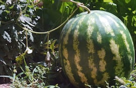 Una sandía en la huerta