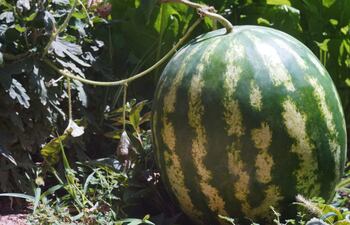 Una sandía en la huerta