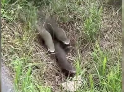 Ejemplares de hurones fueron filmados en el Parque Guasu.