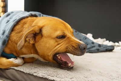 Afecciones cardíacas en perros.