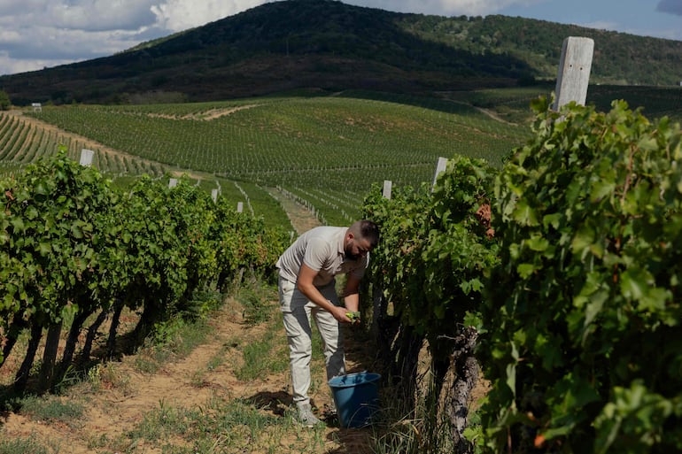 Trabajador recolctando uvas. Imagen de referencia.