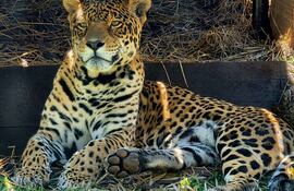 El Centro Tekotopa alberga 10 especies y un total de 26 animales.