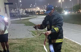 Hallan una yarará en caseta de la Costanera Norte
