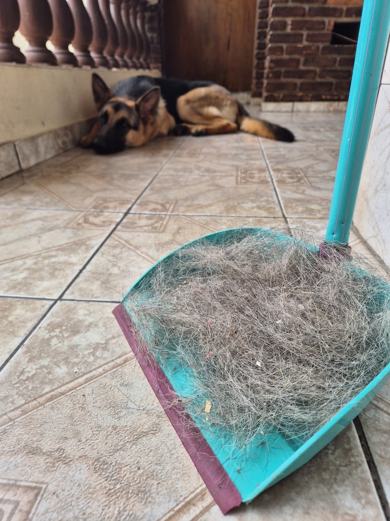 Perro de la raza pastor alemán y la muda de pelo.