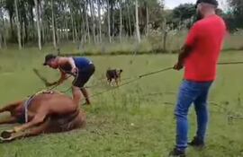 Tres hombres estiraban al caballo hasta tumbarlo y uno de ellos lo golpeaba seguidamente.