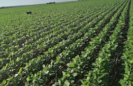 para Economía
De Victor Pizzurno <pizzurno@abc.com.py>
Destinatario foto@abc.com.py
Fecha 20-11-2021 12:23
Cuerpo del mensaje
Soja noviembre 2021 b Ing. Agr. Héctor Cristaldo, presidente de la UGP Estancia Margarita, Tacuatí, San Pedro