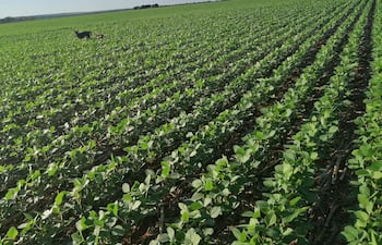 para Economía
De Victor Pizzurno <pizzurno@abc.com.py>
Destinatario foto@abc.com.py
Fecha 20-11-2021 12:23
Cuerpo del mensaje
Soja noviembre 2021 b Ing. Agr. Héctor Cristaldo, presidente de la UGP Estancia Margarita, Tacuatí, San Pedro