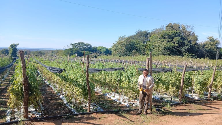 Hombre sosteniendo tomates y pepinos, vestido con camisa clara, en un campo agrícola con cultivos en hileras y mallas protectoras.