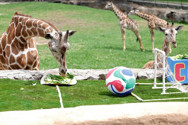 Las jirafas reticuladas participan en una actividad de enriquecimiento ambiental mientras predicen el resultado del partido de la Copa Mundial de la FIFA 2026 entre Colombia y la República del Congo, dando como ganadora a la República del Congo, en el Zoológico de Guadalajara, en Guadalajara, Jalisco (México), el 5 de junio de 2026.