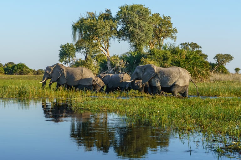 Elefantes en Okavango, Botsuana.