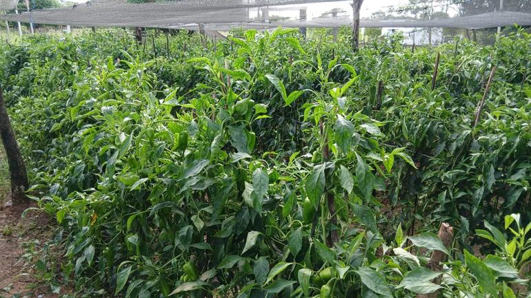 Plantación de pimientos con denso follaje verde, organizados con varas de soporte y estructuras de malla.