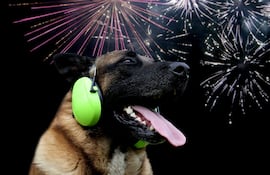 Perro y pirotecnia, imagen ilustrativa.