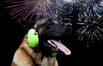 Perro y pirotecnia, imagen ilustrativa.
