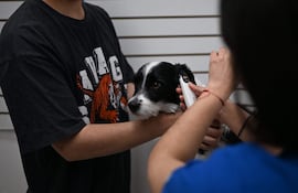 Franchesco, y su dueño Iván Gutiérrez. El perro es examinado antes de aplicarle la vacuna esterilizadora.