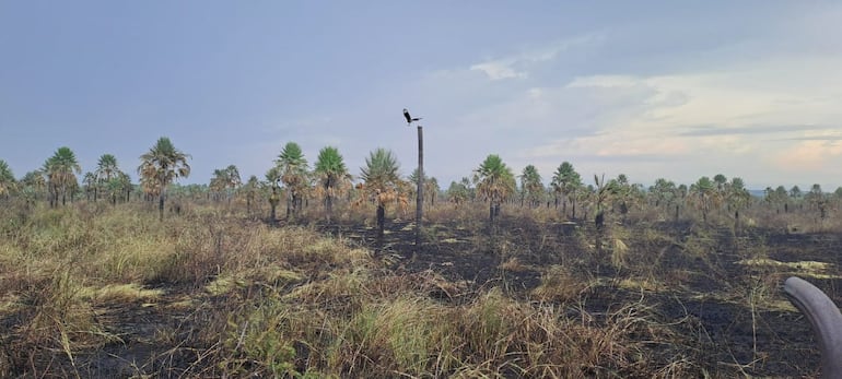 Lluvia aplacó incendio en la Reserva Aguapey de San Bernardino
