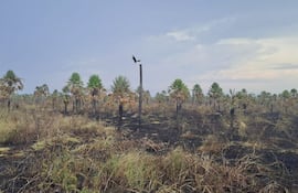 Así se observa la Reserva Aguapey luego del incendio que afectó unas 60 hectáreas.