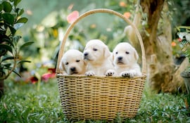 Es muy importante que los cachorros reciben su primera vacuna a los 45 días de vida.