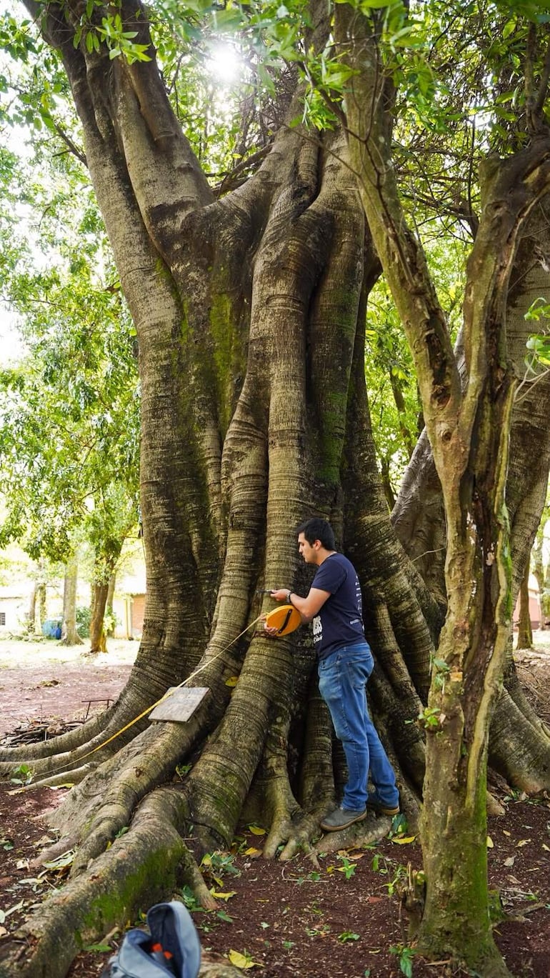 Hombre inclinado junto a un robusto árbol, usando un tensiómetro en un entorno natural con vegetación densa.