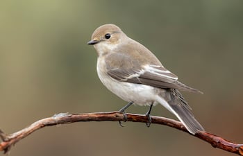 Pájaro Papamoscas cerrojillo en una rama.