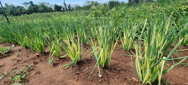 La producción de cebollita en hoja que también se encuentra totalmente arruinado.