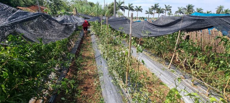 De esta manera quedaron los cultivos de locote tras el paso de la granizada.