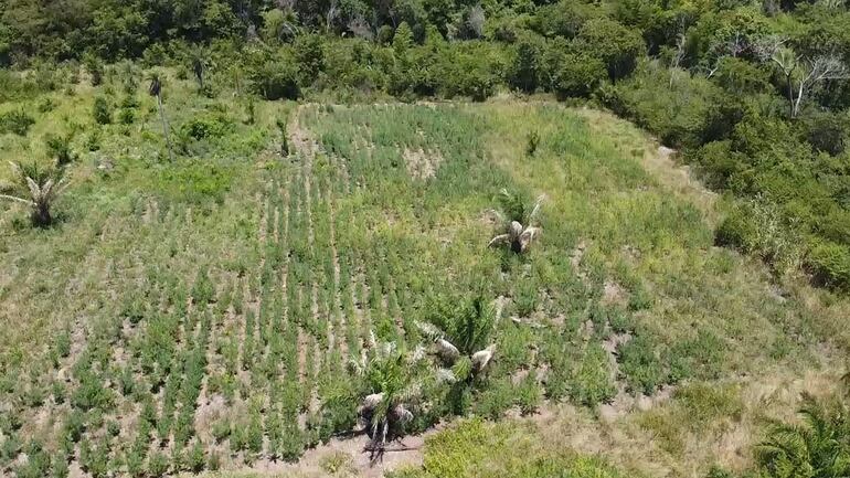 Se encontraron y destruyeron cuatro hectáreas de supuesta marihuana.