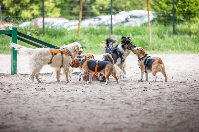 Perros  en el parque.