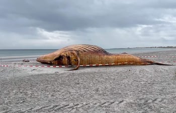 Esta imagen tomada a partir de material de video de News5 el 4 de junio de 2026 muestra el cadáver de la ballena jorobada Timmy en la orilla de la isla danesa de Anholt, antes de su autopsia.