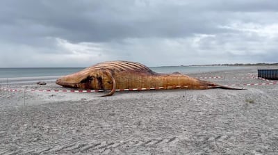 Esta imagen tomada a partir de material de video de News5 el 4 de junio de 2026 muestra el cadáver de la ballena jorobada Timmy en la orilla de la isla danesa de Anholt, antes de su autopsia.