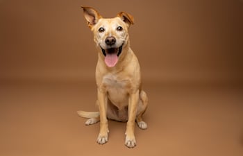 Si un perro deja de interesarse por la comida, se desorienta en paseos conocidos u olfatea sin encontrar nada, podría tener alterado su sentido más importante.