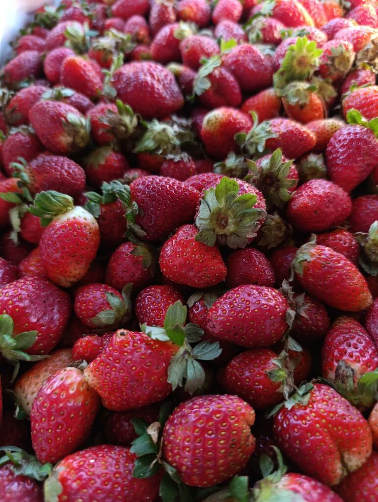 Feria de la agricultura familiar en la Costanera.