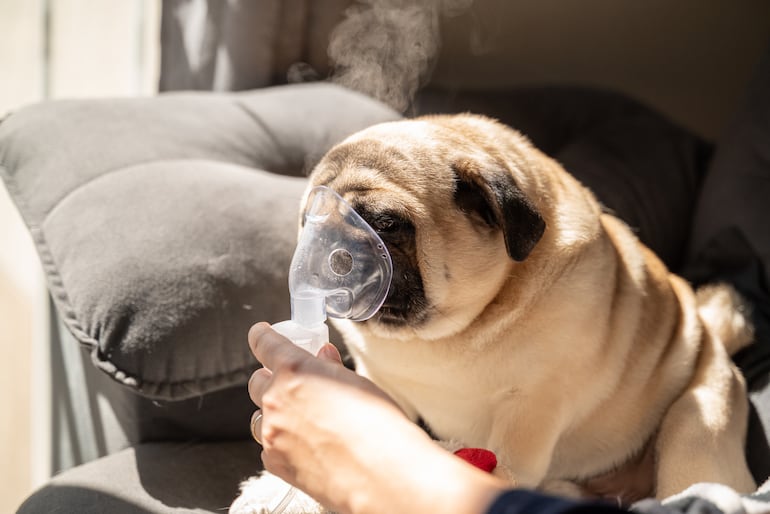 Perro de la raza pug.