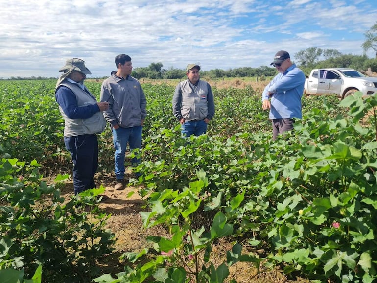 Cuatro hombres en un campo de algodón, dos conversan mientras un tercero escucha, apoyado sobre un vehículo blanco.