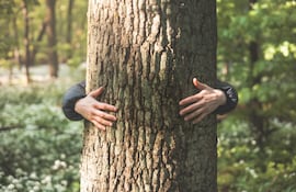 Abrazar árboles